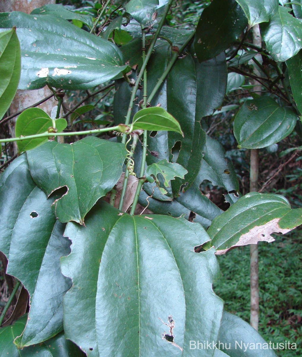 Smilax perfoliata Lour.